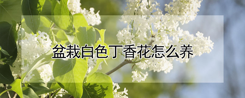 盆栽白色丁香花怎么养