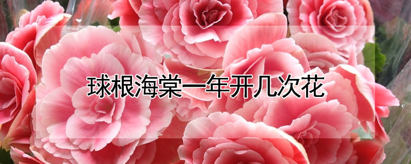 球根海棠一年开几次花