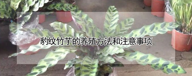 豹纹竹芋的养殖方法和注意事项