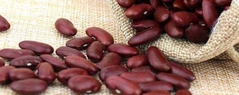红芸豆种植时间和技术