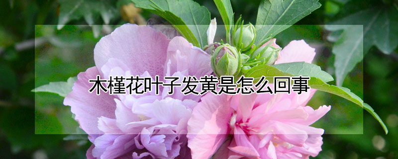 木槿花叶子发黄是怎么回事