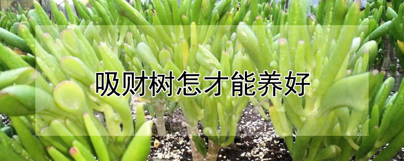 吸财树怎才能养好