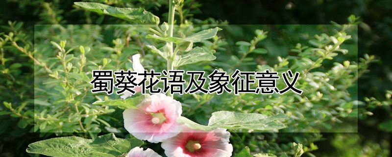 蜀葵花语及象征意义