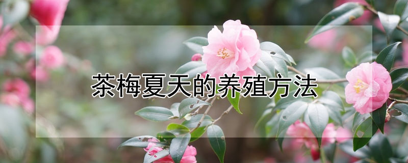 茶梅夏天的养殖方法