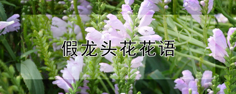 假龙头花花语