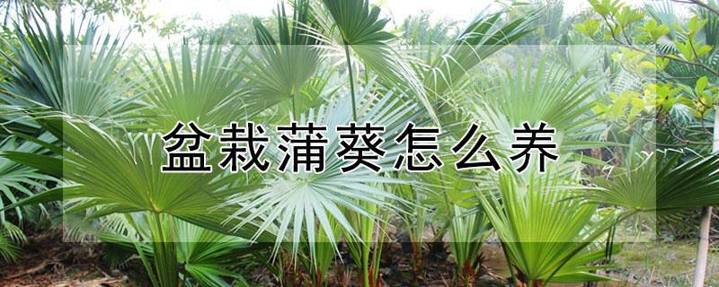 盆栽蒲葵怎么养