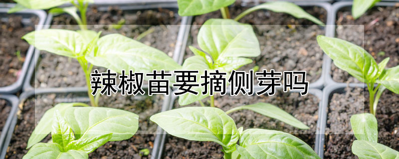 辣椒苗要摘侧芽吗