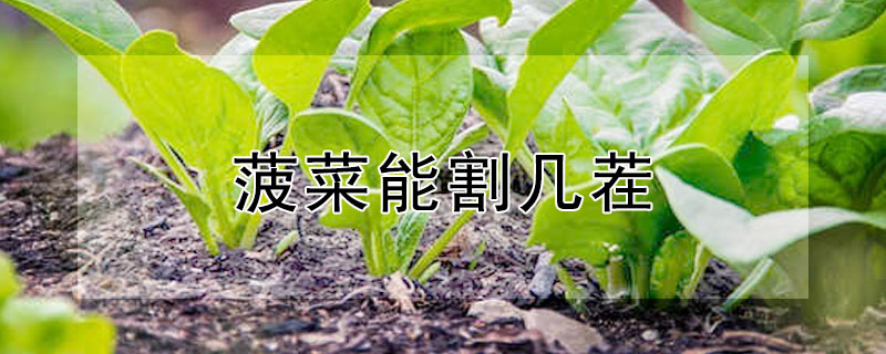 菠菜能割几茬