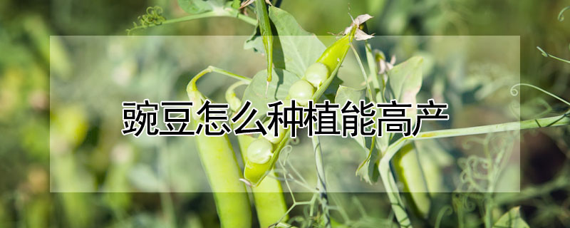 豌豆怎么种植能高产