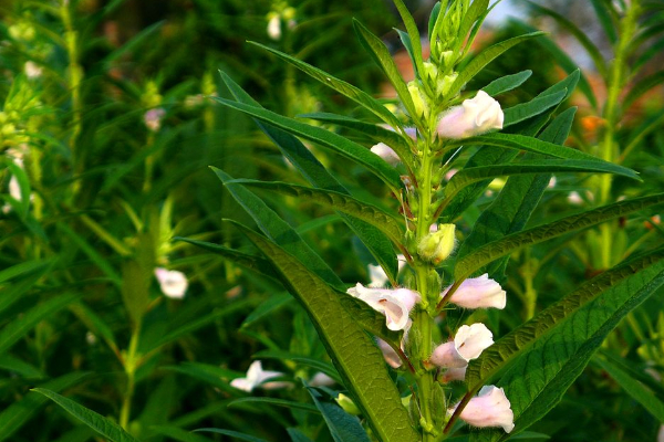 芝麻的种植方法