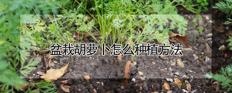 盆栽胡萝卜怎么种植方法