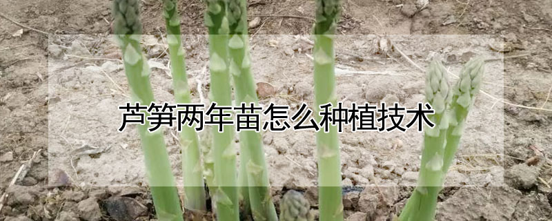 芦笋两年苗怎么种植技术