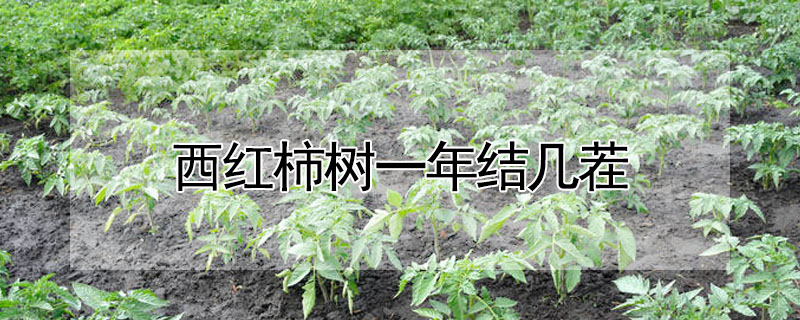 西红柿树一年结几茬 —【发财农业网】