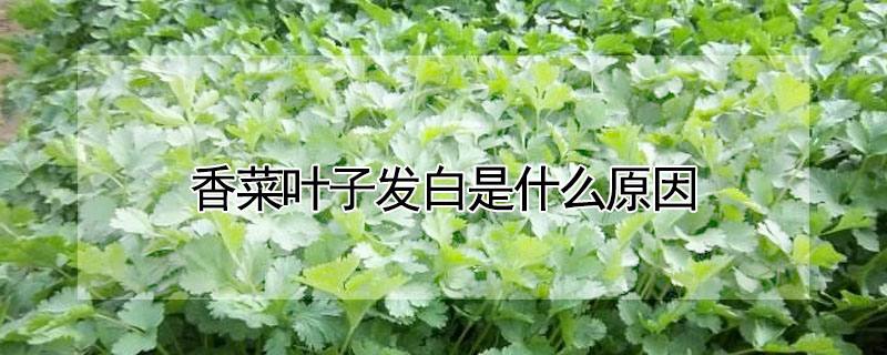 香菜叶子发白是什么原因