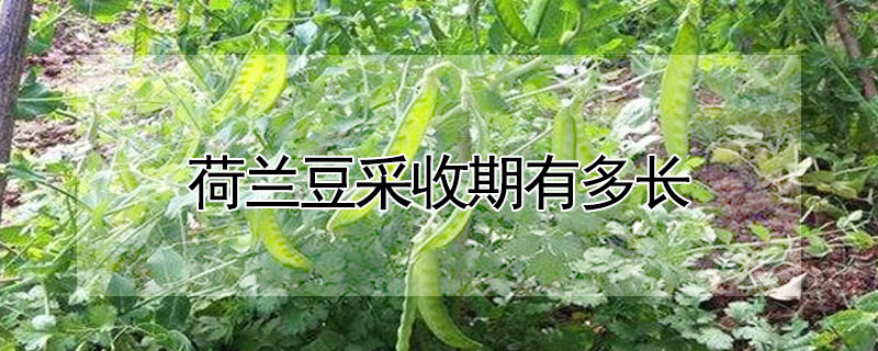 荷兰豆采收期有多长