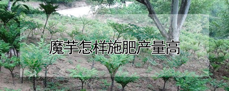 魔芋怎样施肥产量高