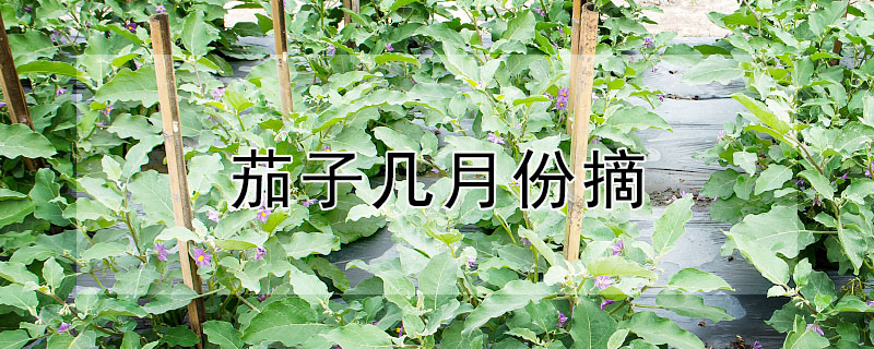 茄子几月份摘 —【发财农业网】