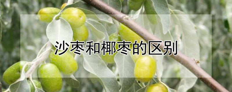 沙枣和椰枣的区别