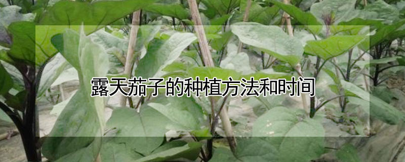 露天茄子的种植方法和时间