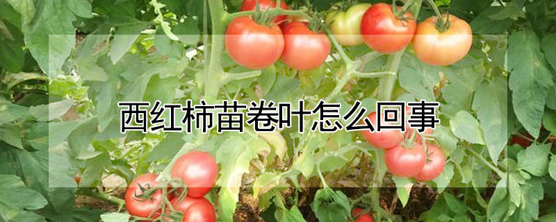 西红柿苗卷叶怎么回事