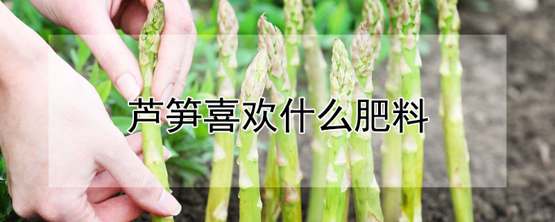 芦笋喜欢什么肥料