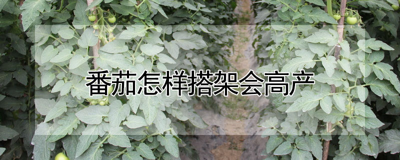 番茄怎样搭架会高产