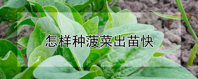 怎样种菠菜出苗快