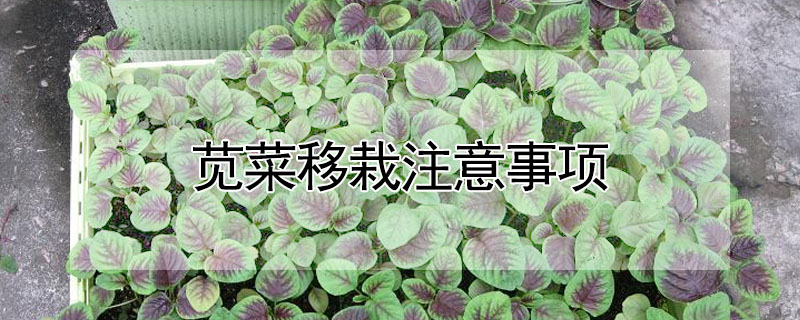 苋菜移栽注意事项