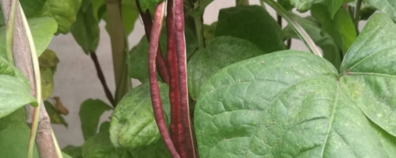 紫豆角种植时间和方法