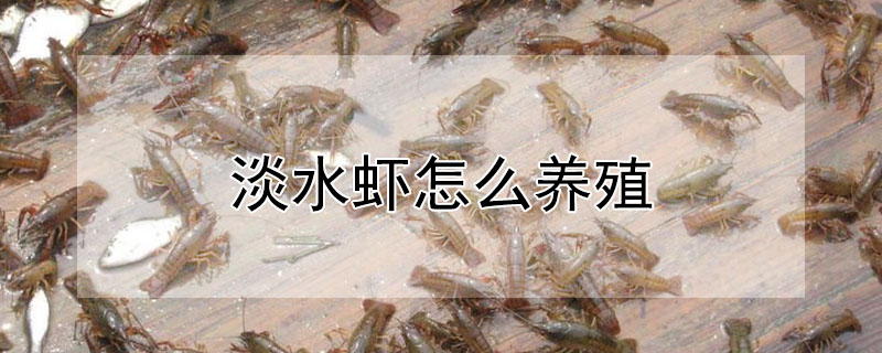 淡水虾怎么养殖