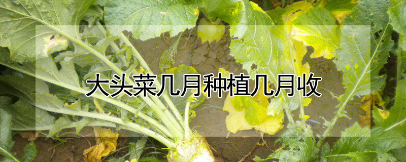 大头菜几月种植几月收
