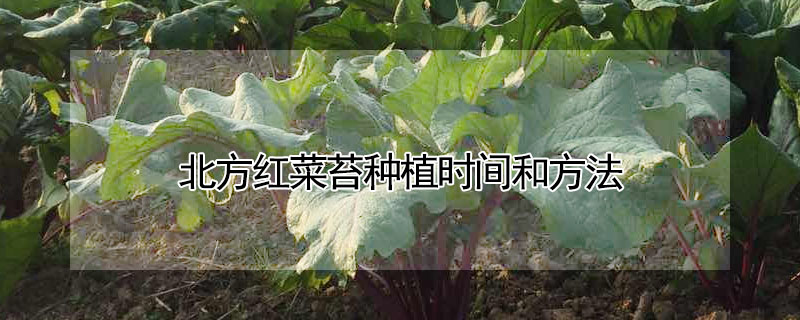 北方红菜苔种植时间和方法 发财农业网