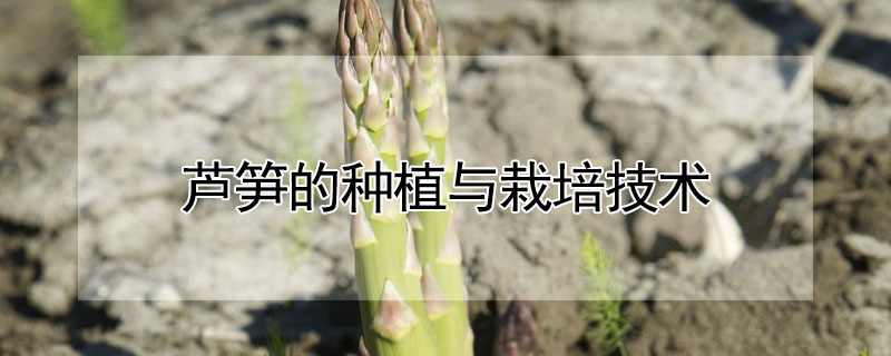 芦笋的种植与栽培技术