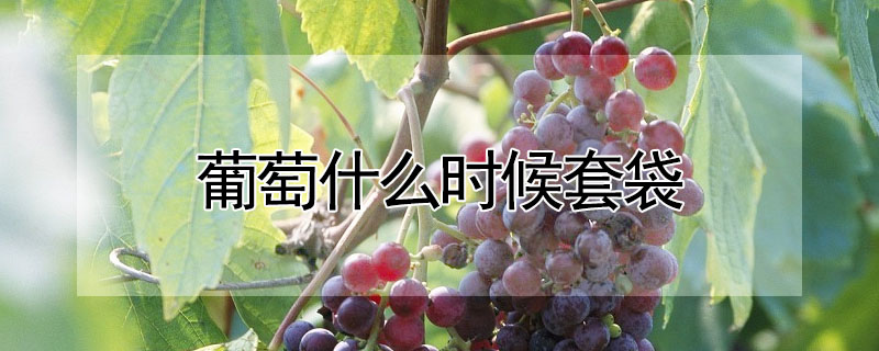葡萄什么时候套袋