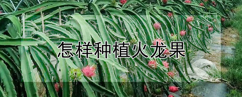 怎样种植火龙果