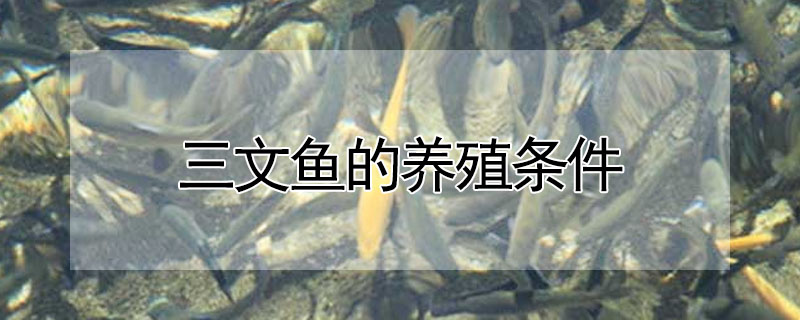 <strong>三文鱼可以淡水养殖吗</strong>