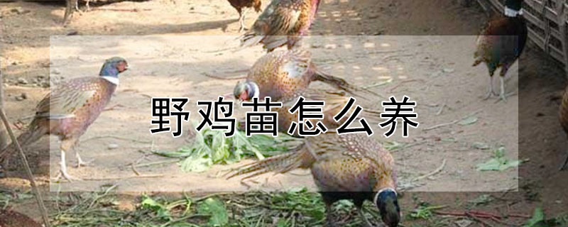 野鸡苗怎么养