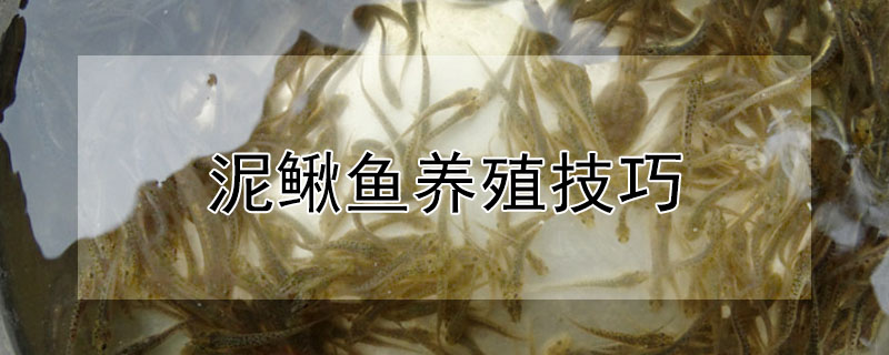 泥鳅鱼养殖技巧