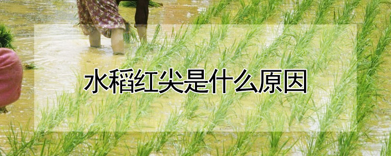 水稻红尖是什么原因 —【发财农业网】