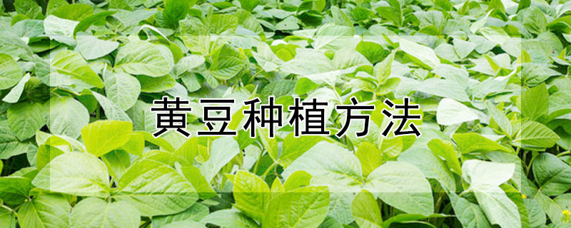 黄豆种植方法 —【发财农业网】