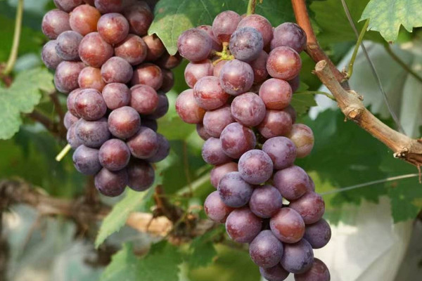葡萄怎么保存