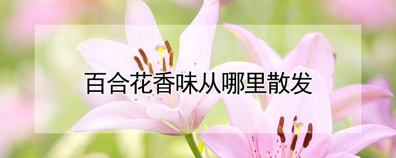 百合花香味从哪里散发 发财农业网