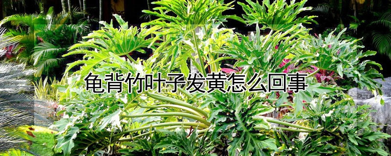 龟背竹叶子发黄怎么回事
