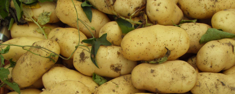 土豆有种子吗