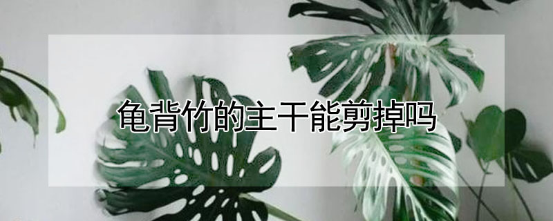 龟背竹的主干能剪掉吗