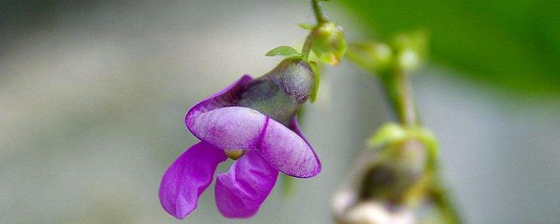 豆角开花期能浇水吗