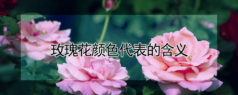 玫瑰花颜色代表的含义