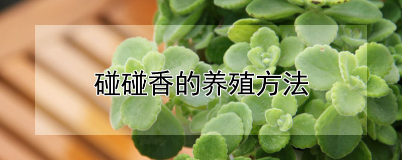 碰碰香的养殖方法