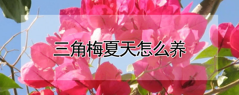 三角梅夏天怎么养