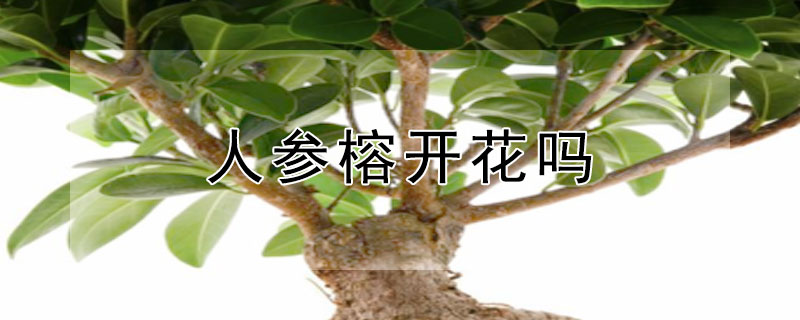 人参榕开花吗